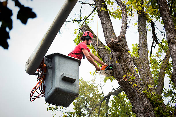 The Steps Involved in Our Tree Care Process in Parkesburg, PA